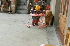 宝宝欺负皮皮把狗狗耳朵拽老长，毛孩子强忍着不反抗，妈妈很心疼