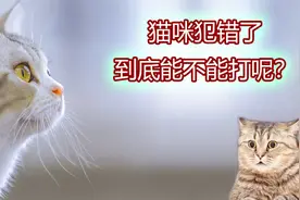 猫咪犯错了，到底能不能打呢？