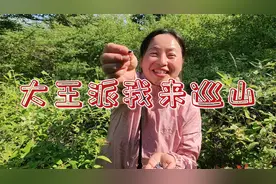 在林区有一个工种，是边上班拿工资边在山里找宝贝的，森林管护员