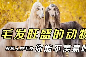 毛发旺盛的动物 这惊人的毛发 你能不羡慕吗视频封面