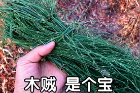 节节草别名木贼，不是一般的“草”？这个回答你会很满意！视频封面
