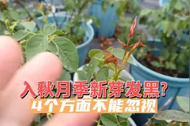 入秋月季新芽发黑？4个方面不能忽视，及时解决不影响秋天开花视频封面