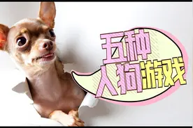 愉快又简单！训犬师推荐5种适合和狗狗玩的游戏