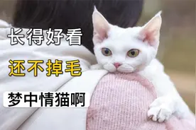 德文卷毛猫：好看就算了，还不掉毛，简直梦中情猫