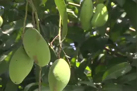 注意！路边的绿化芒不能采摘视频封面