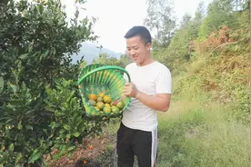 今年橘子的产量太少了，小野去山上摘吃，一口下去太酸了视频封面