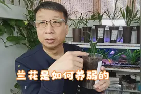 兰花弱苗如何快速复壮，方法简单实用，建议收藏视频封面