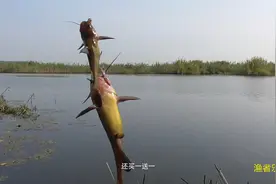 野钓；这才是钓鱼人最爱钓的鱼啊，瞬间觉得鲢鳙不香了视频封面