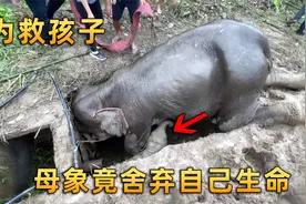 小象贪玩掉入深坑，为让孩子活下去，母象不吃不喝跪着给它喂奶视频封面