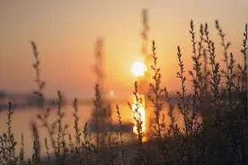 助眠引导#红彤彤苹果，黄橙橙的柿子，亮晶晶的葡萄视频封面