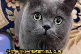 父母不同意猫咪回家过年的大型“真香现场”没想到我是局外人啦视频封面