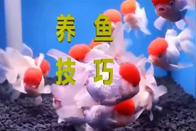 养金鱼的技巧，保证多活几年没问题！视频封面