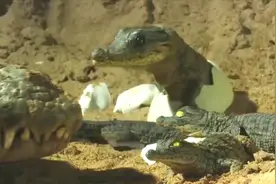 动物世界：小鳄鱼破壳而出，一下慌了神视频封面