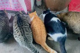 橘猫有多能吃：狂刷盘子怒舔碗，吃饭时间是别人的3倍，你是猪嘛