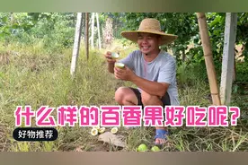 小莫哥家的黄金百香果成熟了，表皮光亮个头大，果肉饱满酸甜可口