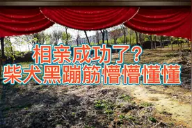 柴犬相亲总算成功了，黑蹦筋来不及谈情说爱，就....视频封面