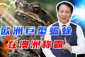 欧洲巨型蟾蜍、在澳洲称霸，狗子舔了像吸毒，鳄鱼碰见扭头就跑视频封面