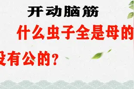 智商大挑战：什么虫子全是母的，没有公的？视频封面