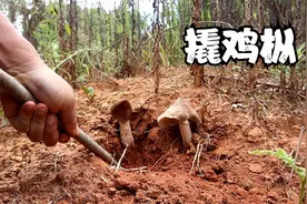家附近养了很多美味，挖回家饱餐一顿，这才是真正挖鸡枞