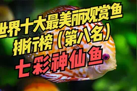 世界十大最美丽观赏鱼排行榜（第八名）：七彩神仙鱼~