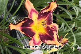 开大花的“大花萱草”，北方花园首选，花大品种多，耐寒花期长
