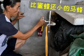 第一次盘小青米，比蜜蜂还小的马蜂！