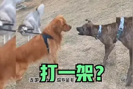 二哈：差不多行啦，都是好兄弟视频封面