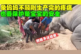 大象生娃的全过程，没想到发生了令人感动的一幕，真是为母则刚！视频封面