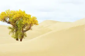 中国有九大沙漠，最大的33万平方公里，但是第五个却要消失