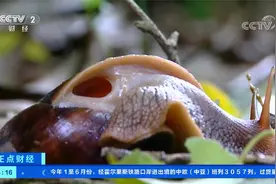 广西南宁：雨后成群出现非洲大蜗牛 千万别碰它视频封面