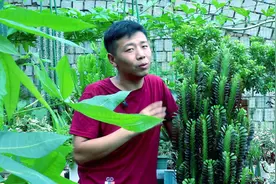 要想龙骨长得壮，秋季必做这“3点”，主杆挺拔，疯长侧芽视频封面