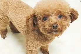 主人让淘气的狗狗滚蛋，它瞬间秒懂，然后它就真“滚”了