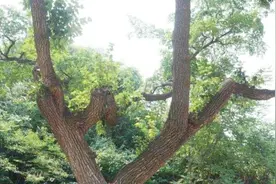 山东村庄藏有“国宝”，全球唯一活着的降龙木，数里内都是清香视频封面