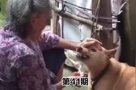 搞笑视频：不带这样强行喂饭的，狗子要吃肉，迷惑行为【第41期】视频封面