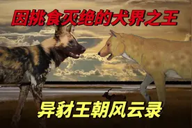 异豺：史前大灰狼，称雄200万年，竟因挑食而灭绝？视频封面