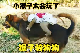 狗狗的脾气太好了，被小猴子这样挑衅都没生气，动物和谐相处视频封面