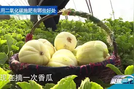 用“干冰”施肥 您听说过吗视频封面