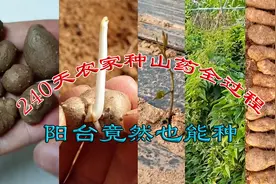 240天农家种山药全过程，利用山药豆种山药，阳台竟然也能种山药