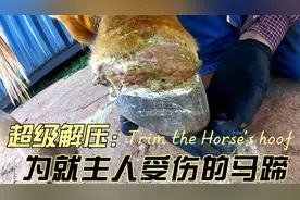 马儿为救主人马蹄受伤，老雷治疗时竟然拿整盆紫药水为它泡脚！！视频封面