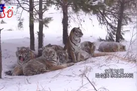 七只东北虎“抱团取暖” 难道它们也怕冷吗视频封面