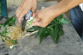 把富贵竹切成两截，再给它剪光根须！好处真是多视频封面