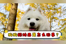 狗狗舔地面是怎么回事视频封面