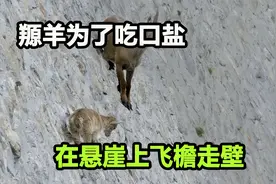 不要命的山羊，就为了一口盐，带幼崽爬上了垂直崖壁，太惊险了视频封面