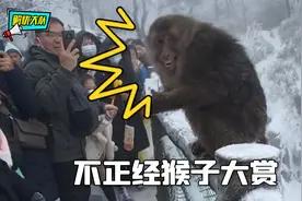 不正经猴子图鉴，这些操作真是意想不到视频封面