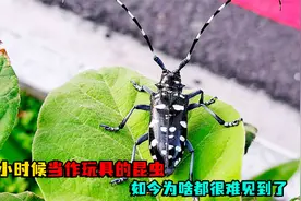 小时候常见的昆虫，被人们当作“玩具”，如今为啥都很难见到了视频封面