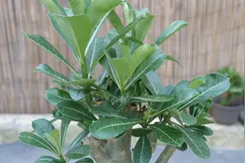 养沙漠玫瑰为什么定时喷点它，叶片油绿开花多？视频封面