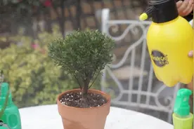 小叶赤楠好不好养？满足这一个条件就能养护出色