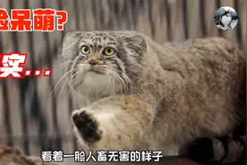 兔狲长得像猫，但却很“害羞”，被围观就拒绝谈恋爱视频封面