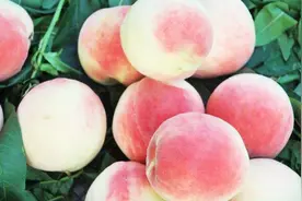 保存桃子用这招，放一个月都不会坏