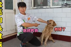 金毛鬼哭狼嚎回忆过去，看它那说话语气，难道是小亮发生啥事了？视频封面